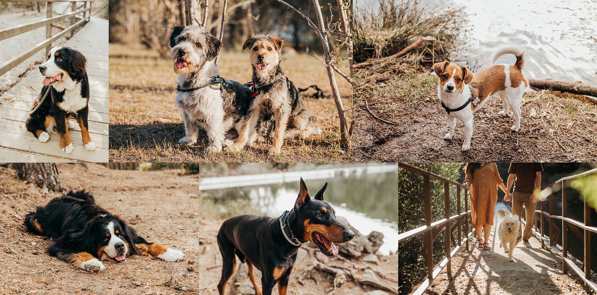Celebra la personalidad única de tu perro