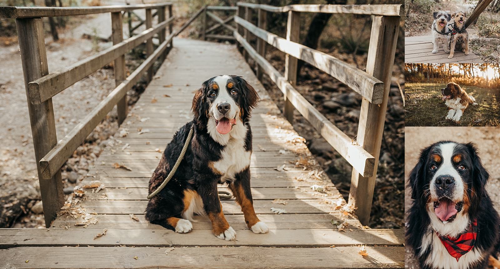 Sesión fotográfica con tu perro.